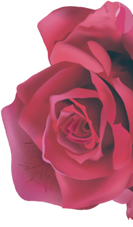 roses-1